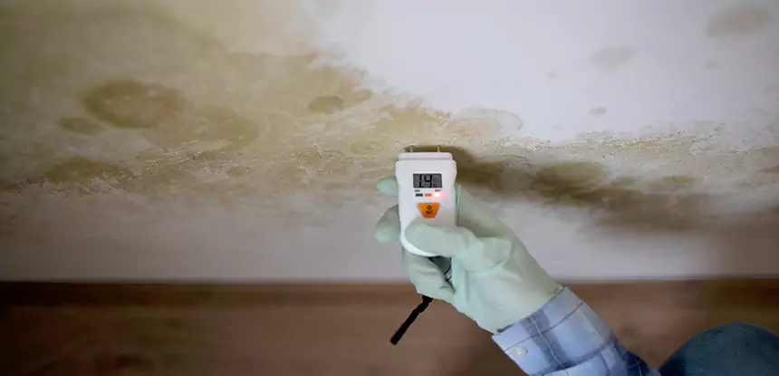 Emergency Mold Remediation in Clarkdale